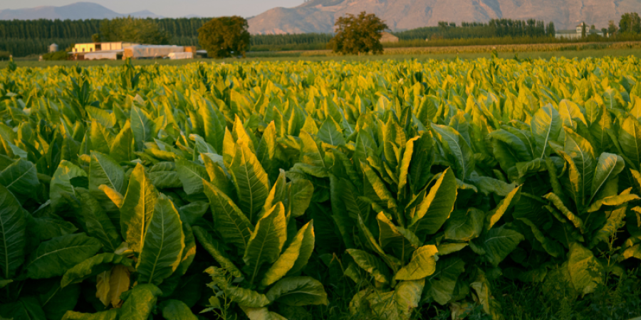 Polonio-210 y Plomo-210 en el Tabaco: Radiografía de Elementos Radiactivos que merecen atención.