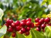 Análisis en fruto de café