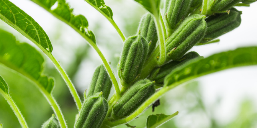 Óxido de etileno en productos de sésamo