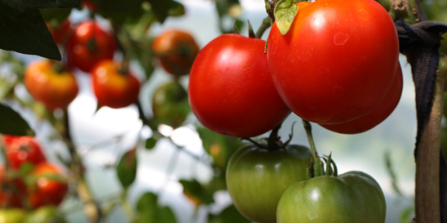 La Guerra del Tomate (MEX vs USA)