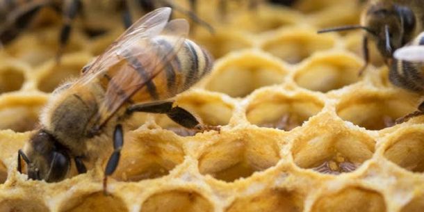 Adulteración en la Industria Apícola