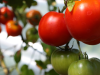 La Guerra del Tomate (MEX vs USA)