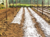 Uso de sulfato de hierro en agricultura