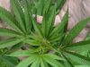 Análisis en Cannabis y derivados