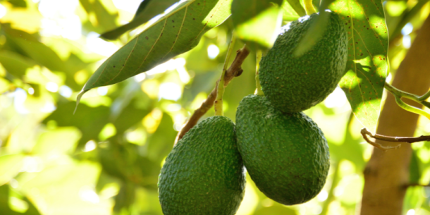 Bacillus thuringiensis en el árbol de aguacate Hass de Guatemala