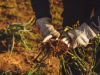 DRA y ARfD de plaguicidas en frutas y vegetales con respecto a las regulaciones de la EFSA