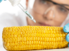 Alimentos transgénicos