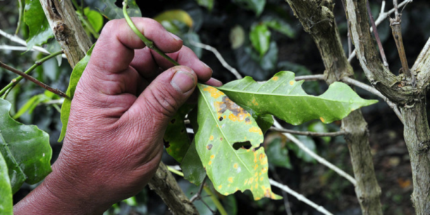 Plagas de Café en Latinoamérica