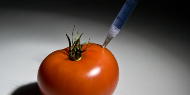 Organismos Genéticamente Modificados en el mercado europeo