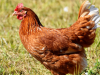 Uso y regulación de anticoccidiales para aves de granja
