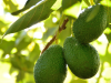 Producción y exportación de aguacate Hass desde Latinoamérica hacia Europa y Estados Unidos: Calidad y análisis