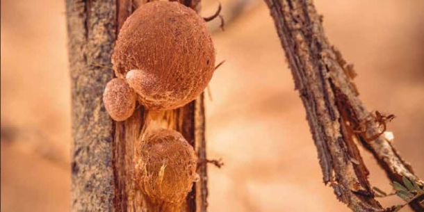 La goma de acacia como fibra dietética