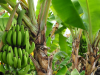Control de calidad del banano orgánico en República Dominicana
