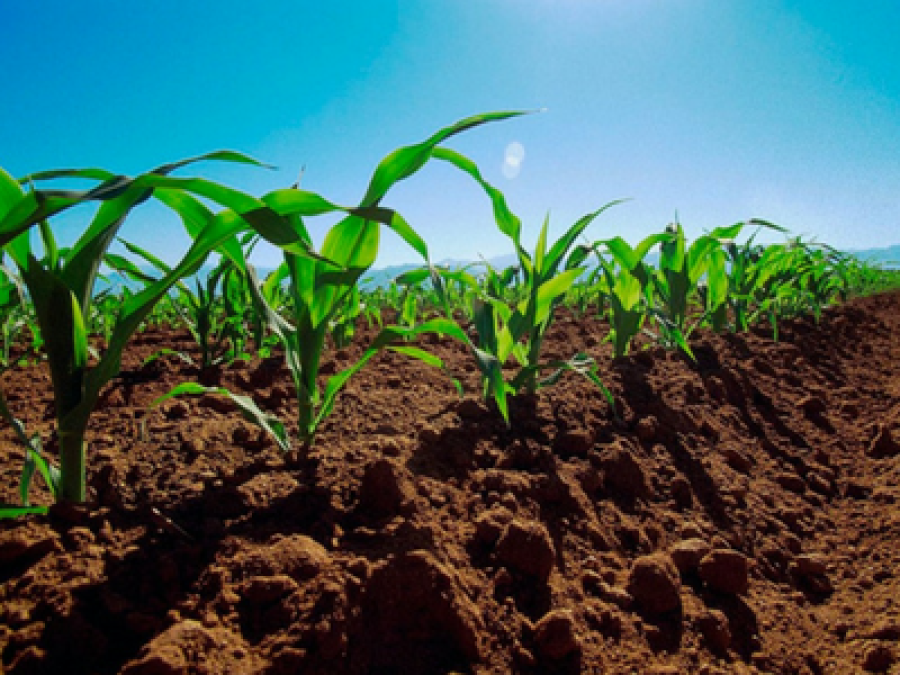 Retos ante la demanda mundial de nitrógeno para la producción de alimentos