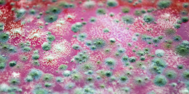 Tipificación molecular fúngica