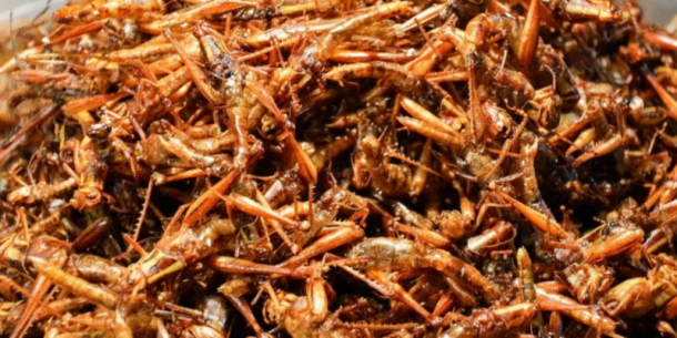 Insectos como alimento del futuro