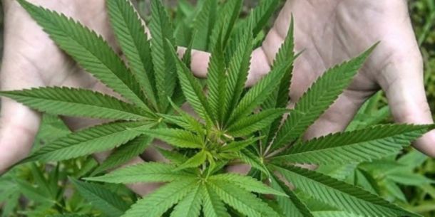 Análisis en Cannabis y derivados