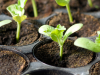 El mercado bio, orgánico y ecológico en Europa