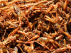 Insectos como alimento del futuro