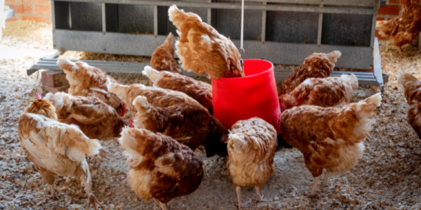 Colorantes (Dyes) en alimentos y piensos