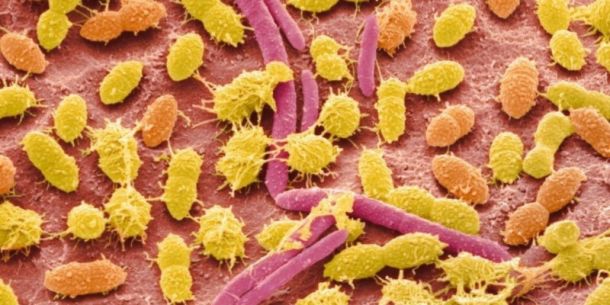 Como los empaques de alimentos pueden afectar nuestro microbioma