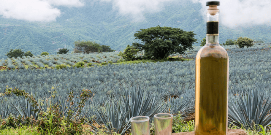 Análisis isotópico para garantizar la autenticidad en Tequila