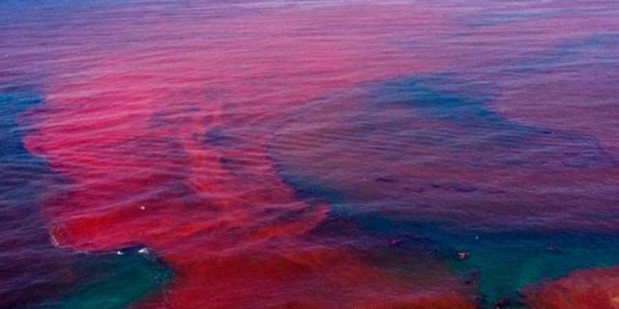 Efecto socioeconómico producto de la presencia de marea roja en la zona marino costera del pacifico de Guatemala.