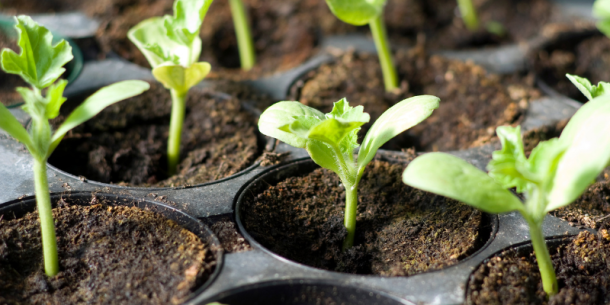 El mercado bio, orgánico y ecológico en Europa